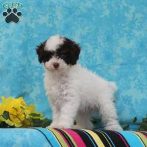 Milton, Toy Poodle Puppy